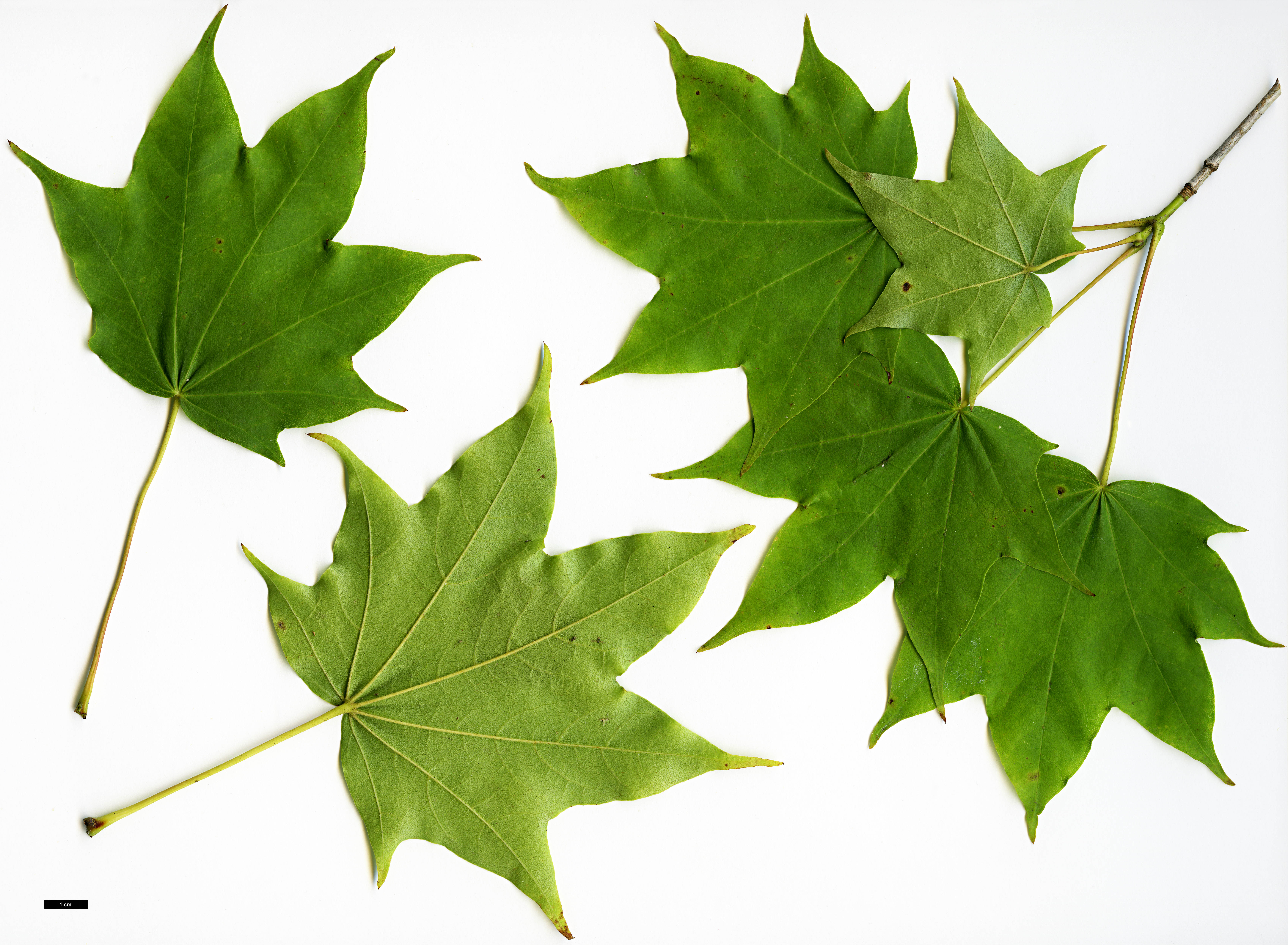 High resolution image: Family: Sapindaceae - Genus: Acer - Taxon: pictum - SpeciesSub: subsp. savatieri